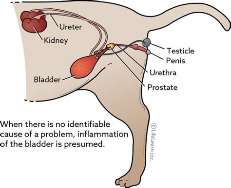 Feline Idiopathic Cystitis | VCA Animal Hospital