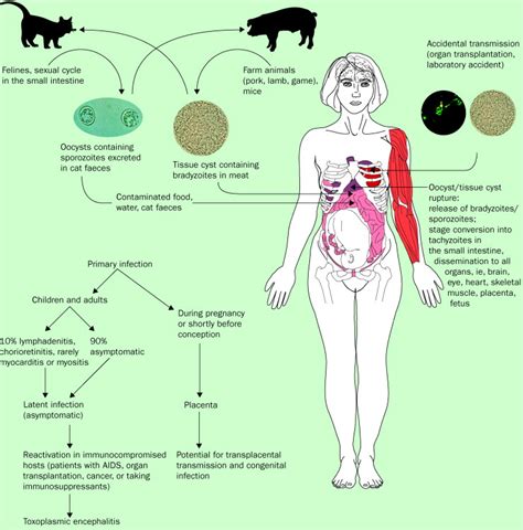 References in Toxoplasmosis - The Lancet