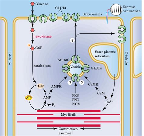 Putative regulation of glucose uptake and GLUT4 "translocation" in... | Download Scientific Diagram