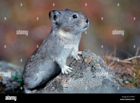 Collared Pika or rock rabbit in Denali National Park Stock Photo - Alamy