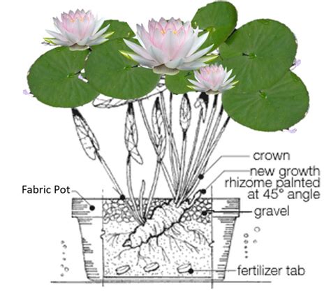 How to Plant and Care for Bare Root Water Lilies