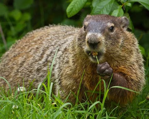 How To Get Rid Of Groundhogs? | The Tree Center™