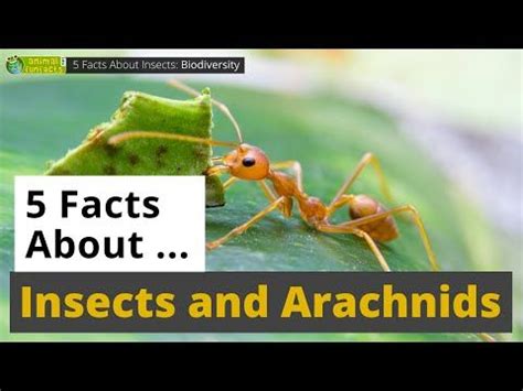 All About Insects 🐜 and Arachnids 🕸 - 5 Interesting Facts - Animals for ...