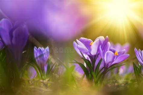 Crocus Vernus, in the Spring after a Rain. Stock Image - Image of ...