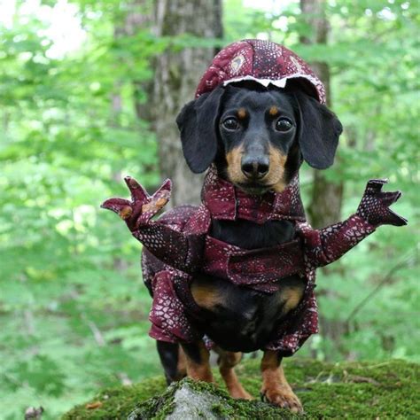 velociwiener dinosaur dog costume cute | Dog costumes, Weiner dog costume, Dachshund costume