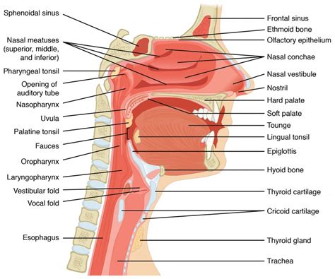 Organs and Structures of the Respiratory System | Anatomy and Physiology II