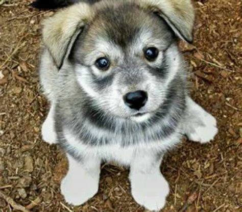 Husky Wolf Mix Puppy