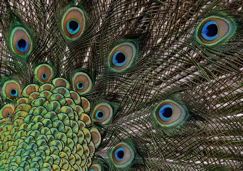 Peacock Feathers Free Stock Photo - Public Domain Pictures