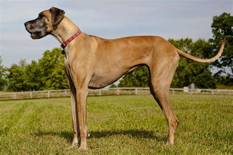 Great Dane Info, Temperament, Lifespan, Puppies, Pictures