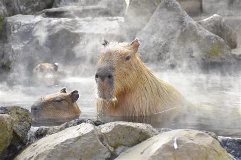 Celebrate 40 Years of Capybaras Soaking in Warm Waters at Izu Shaboten Zoo