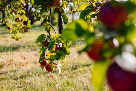 Apple orchard 4 - freestocks.org - Free stock photo