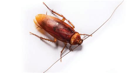 Cockroach Prevention Plan | Braman Termite & Pest Elimination