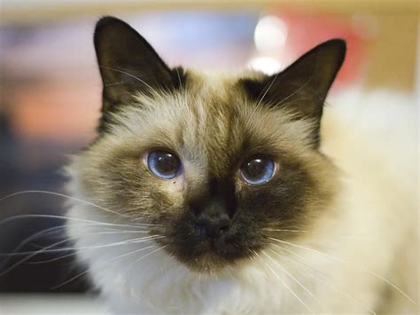 Pretty birman cat blue eyes | Balinese cat, Munchkin cat, Pretty cats