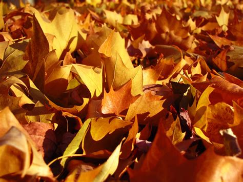 Autumn Leaves | Autumn wins you best by this: Its mute appea… | Flickr