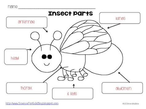 insect body parts worksheet - Bing Images | Insects preschool, Science for kids, Insect body parts