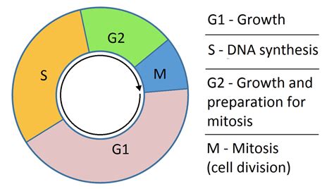 Difference Between Interphase and Prophase | Compare the Difference ...