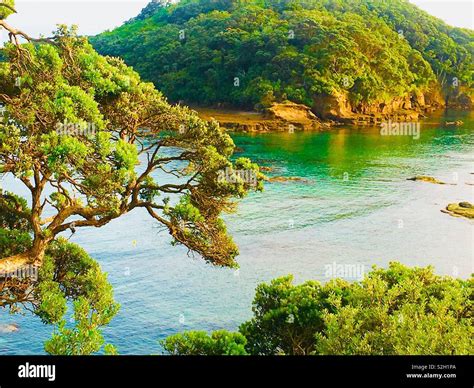 Goat island new zealand hi-res stock photography and images - Alamy