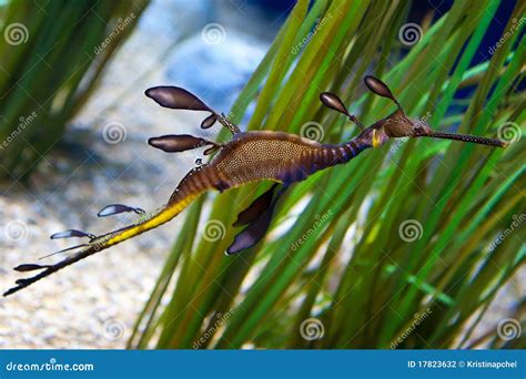 Weedy sea Dragon stock photo. Image of immersion, vivid - 17823632