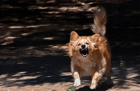 Rage Syndrome In Dogs - Symptoms, Causes, And Treatments