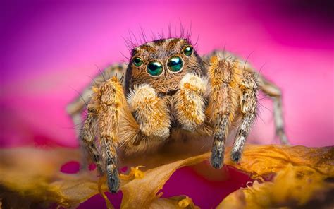 15 Best Jumping Spiders images