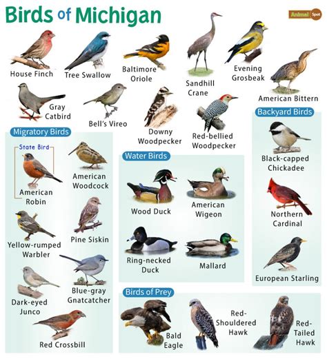 14 Common Brown Birds Found in Michigan – Nature Blog Network