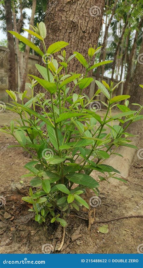 Arjun tree in the garden. stock photo. Image of flower - 215488622