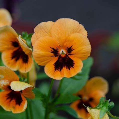 Viola x wittrockiana 'Inspire Plus Orange Blotch' ~ Inspire Plus ...