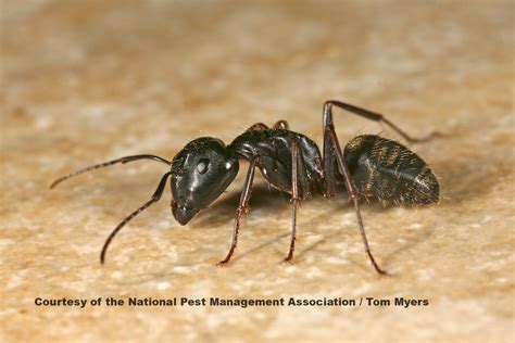 Information on Ants in houses: The Three Most Common Types of Ants - PestWorld