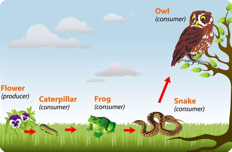 Compare and Contrast Producers and Consumers in an Ecosystem