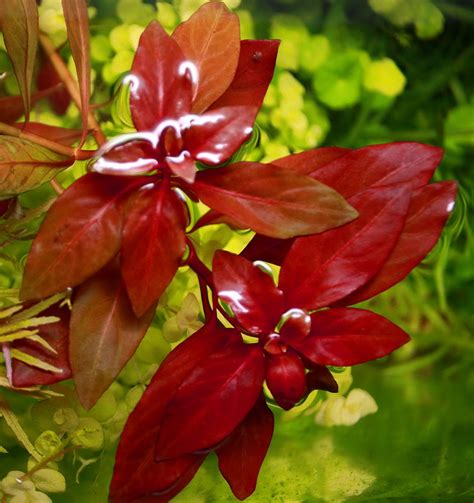 Ludwigia repens rubin - Plants & Shrimps!