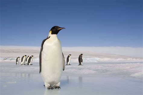 Giant penguins once stalked New Zealand