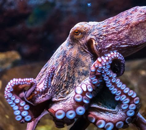 Common Octopus - Malta National Aquarium