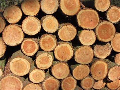 Gratis Afbeeldingen : boom, eten, produceren, brandhout, bakken, timmerhout, houtstapel ...