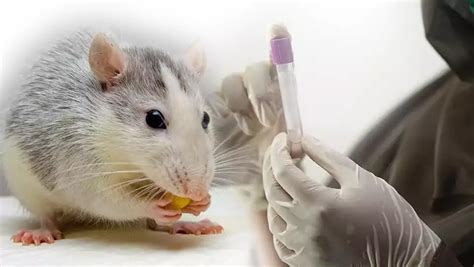 Rodent Diseases: Dangerous Illnesses Spread by Rats and Mice : BizGlob