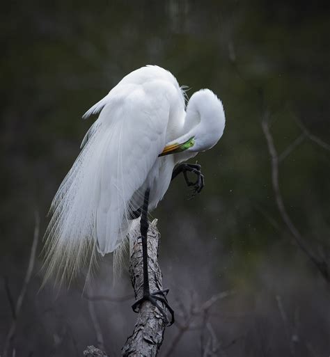 Great Egret (Ardea Alba) | BirdForum