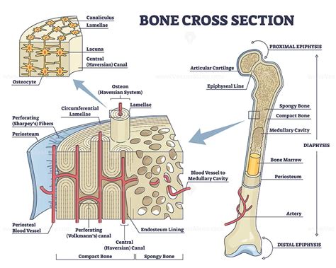 Osteon or haversian system with compact bone structure outline diagram ...