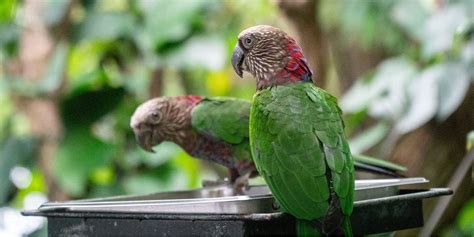 5 most beautiful and colorful Parrot species | PetVet