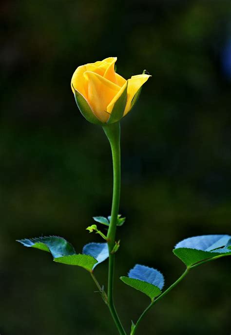 86 Wallpaper Hd Yellow Rose free Download - MyWeb