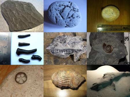 DISCOVERING FOSSILS | Fossil identification service