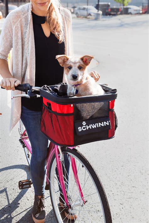 How to Bike With Your Dog | Momentum Mag