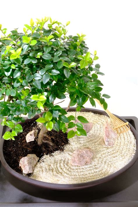 Easy care bonsai Zen Garden - Easy care for indoor desk or table