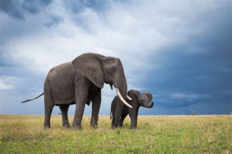 🔥 [90+] Cute Elephant Wallpapers | WallpaperSafari