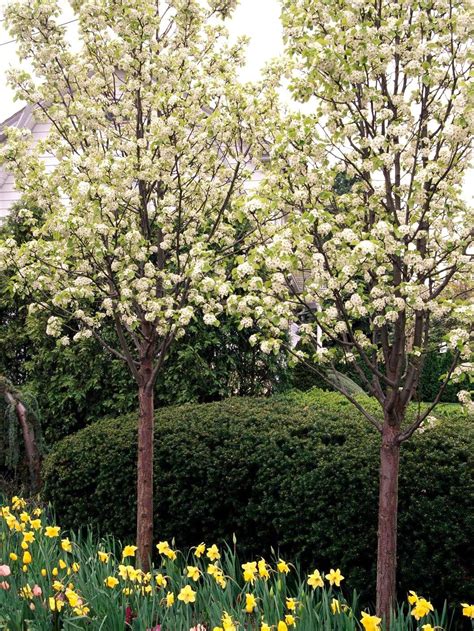 Best Trees for Landscaping Your Yard Ornamental Pear Tree, Flowering ...