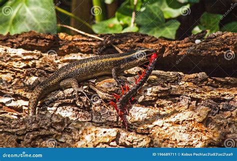 Speckled Rock Skink with Centipede Prey 8608 Stock Image - Image of reptiles, brown: 196689711