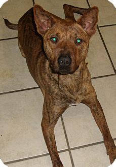 PIP | Adopted Puppy | Coudersport, PA | Basenji/Pit Bull Terrier Mix