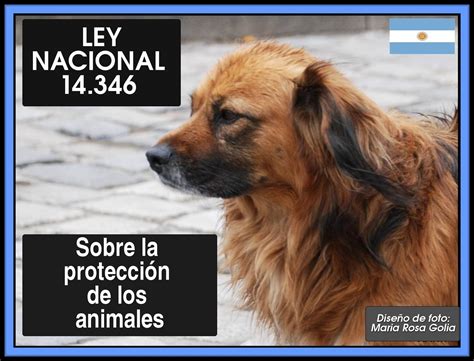 BLOG CONTRA EL MALTRATO ANIMAL: LEYES