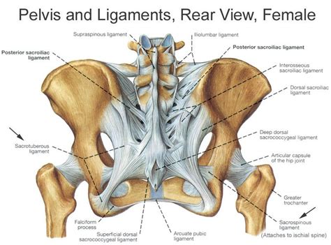 Yogis, Be Careful with Your Joints. ~ Charlotte Bell | Sacroiliac ...