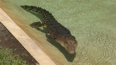 Saltwater Crocodile from Steve Irwin Australia Zoo Photograph by Gary Crockett