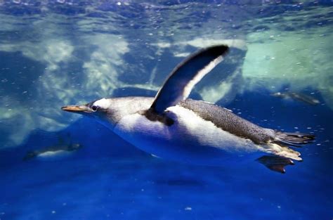 How Long Can Penguins Hold Their Breath Underwater? - A-Z Animals