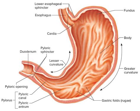 The Stomach Organs - Parts, Anatomy, Functions of the Human Stomach
